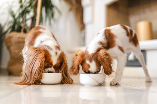 a puppy and a senior dog eating different food
