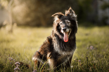 An older dog panting with his tongue out