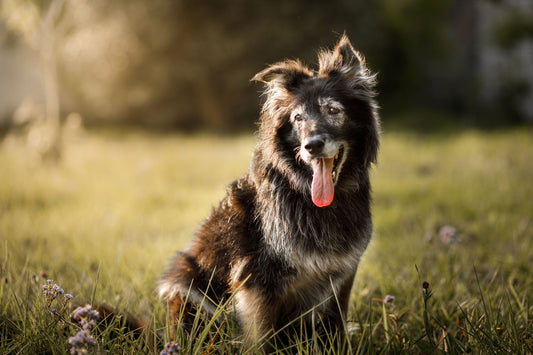 An older dog panting with his tongue out