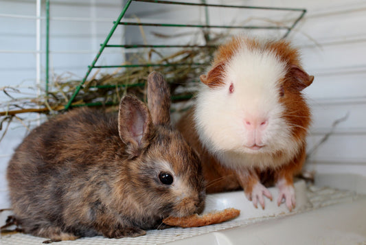 rabbit and a guinea pig eating a snack