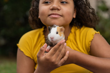 Guinea pig being held by a little girl
