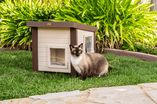 cat outside his outdoor cat house