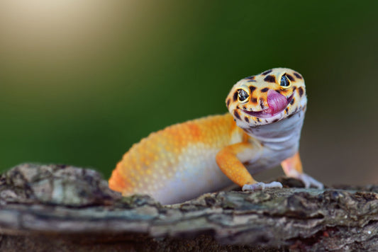 a pet lizard licking his cheek