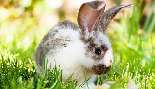 🐰 Cooling Down: Protecting Rabbits from Summer Heat Stress ☀️