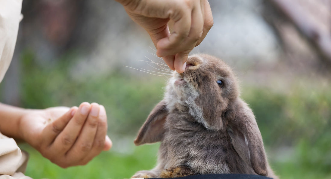 rabbit eating from a hand