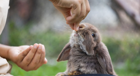 rabbit eating from a hand