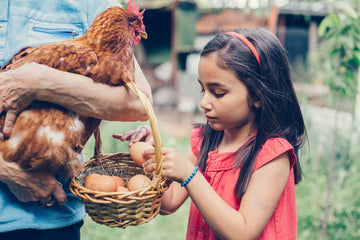 Girl looks at eggs from her pet chickens