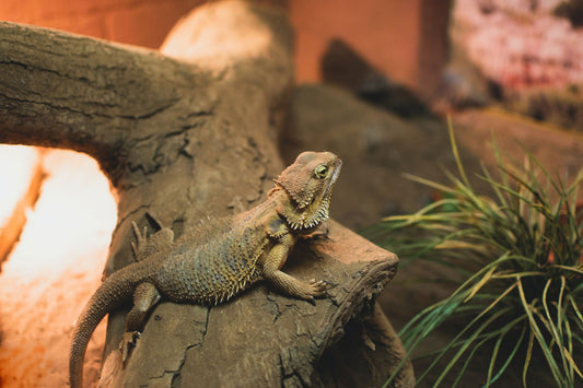 reptile In it's home habitat