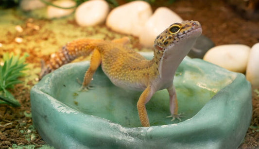 Handling Heat Waves: Ensuring Your Reptile’s Comfort in Hot Weather