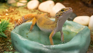 Handling Heat Waves: Ensuring Your Reptile’s Comfort in Hot Weather