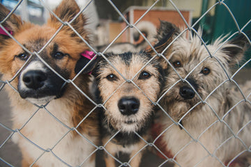 3 dogs in a shelter