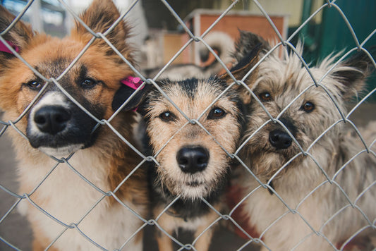 3 dogs in a shelter