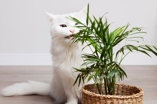 cat eating a houseplant