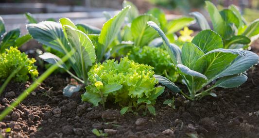 Urban Farming