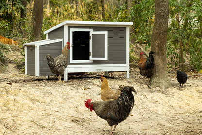 Poulet Fontana