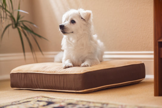 Coussin pour chien InnPlace