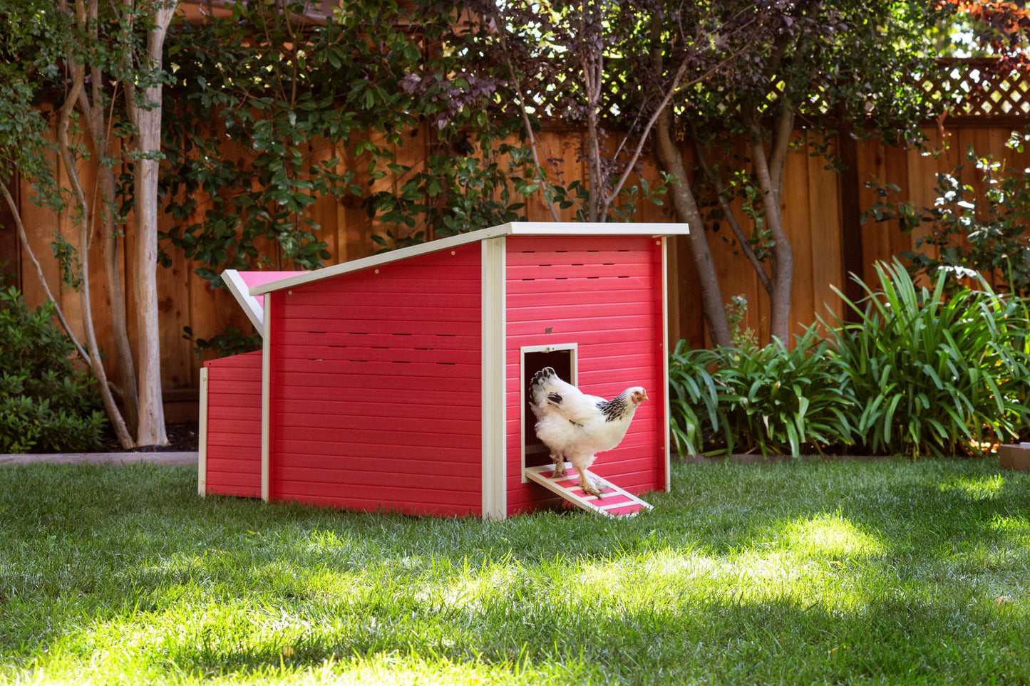 Poulet géant Fontana